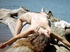 voyeursex mature,hairy hippie goddess