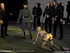 Slave art. Blonde slave walks on the leash like a dog!