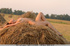 Naked and wild erotic art in the nature. Tags: mature erotica,  erotic