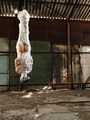Suspended head down naked girl gets - Picture 1