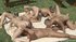 hungarian orgy