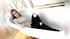 teen straight webcam