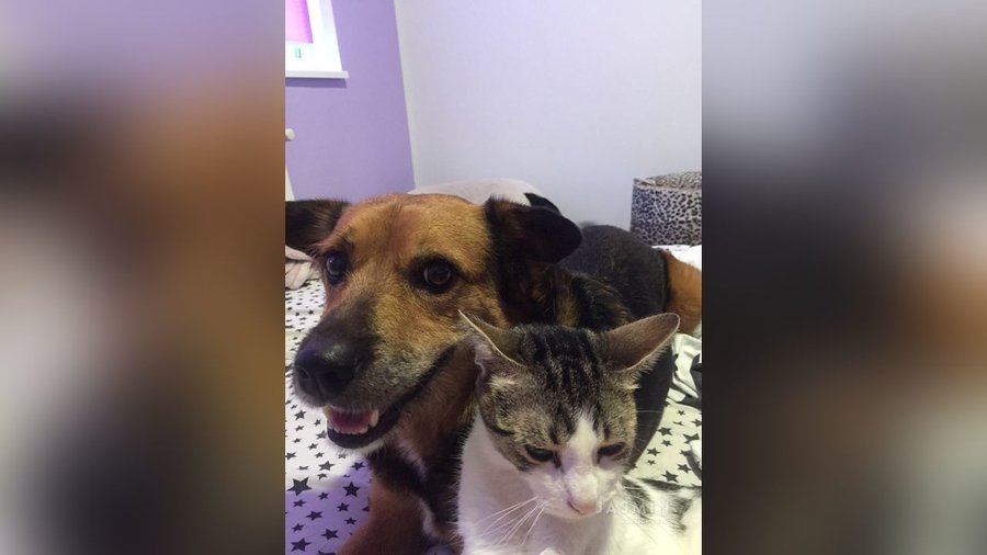 Tiny tits teen stockings - XXX Dessert - Picture 2