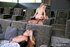 Tiny chick loves taking stepdad's shaft from different sex positions