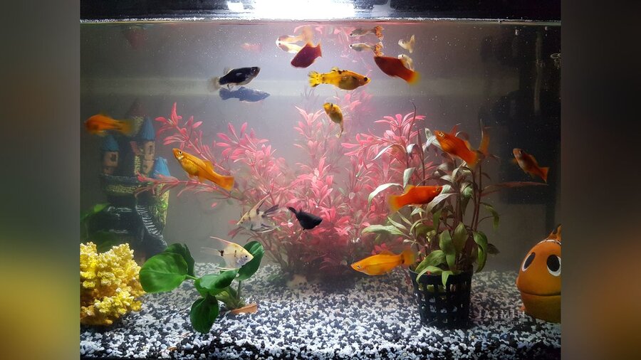 Straight roleplay - XXX Dessert - Picture 1