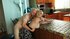 Big tits blonde creampied after sizzling sex 