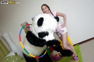 Young panda