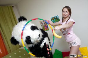 Young panda