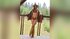 girl live sex