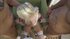horny blonde gets fucked