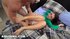 Small-titty young brunette enjoys cock-sucking and gets her ass dicked