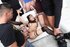 Asian chick gangbanged