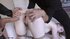 Shaved pussy brunette pile driver gets fucked