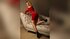 teen athletic dildo webcam