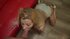 Big tits long-haired blondie sucks cock and drilled hard