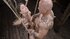 petite submissive teen restrained