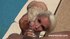 Big tits slutty blonde gets huge cock near the pool