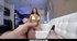 busty arab brunette engaged