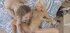 Amazing teen girls are taking turns on the stiff shaft