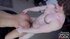 hot young ebony gagged